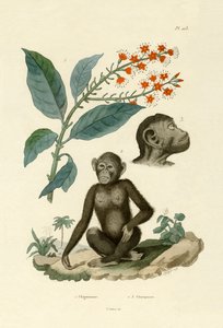 Combretum erythrophyllum, 1833-39